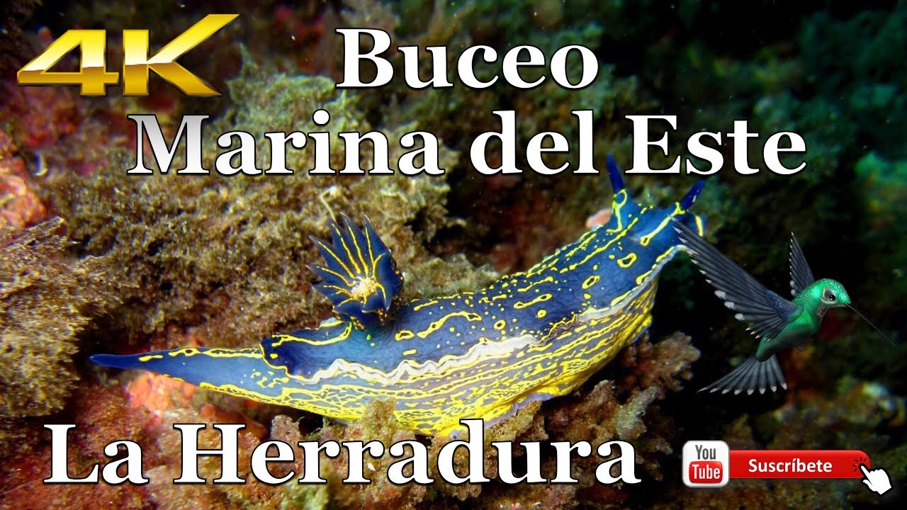 Buceo en Marina del Este, La Herradura, Granada (España)
