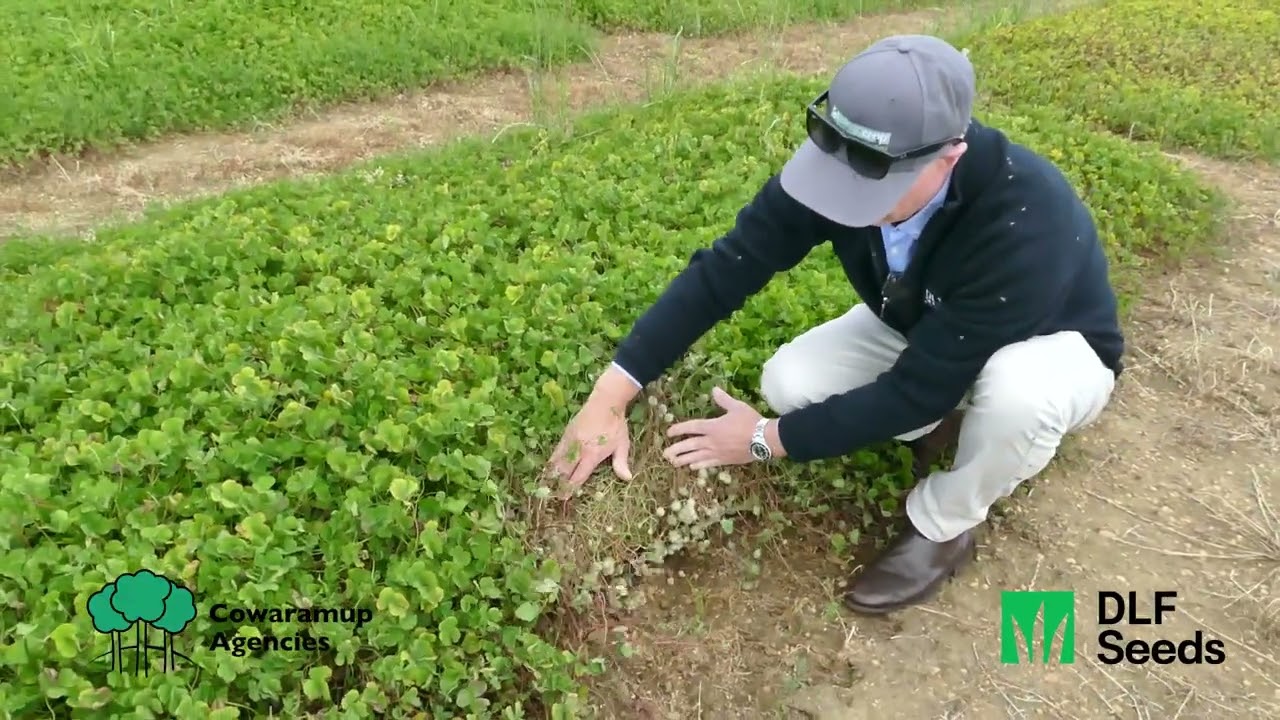 Next-Generation Legumes for WA - DLF Seeds and UWA Legume Breeding trials good for WA growers