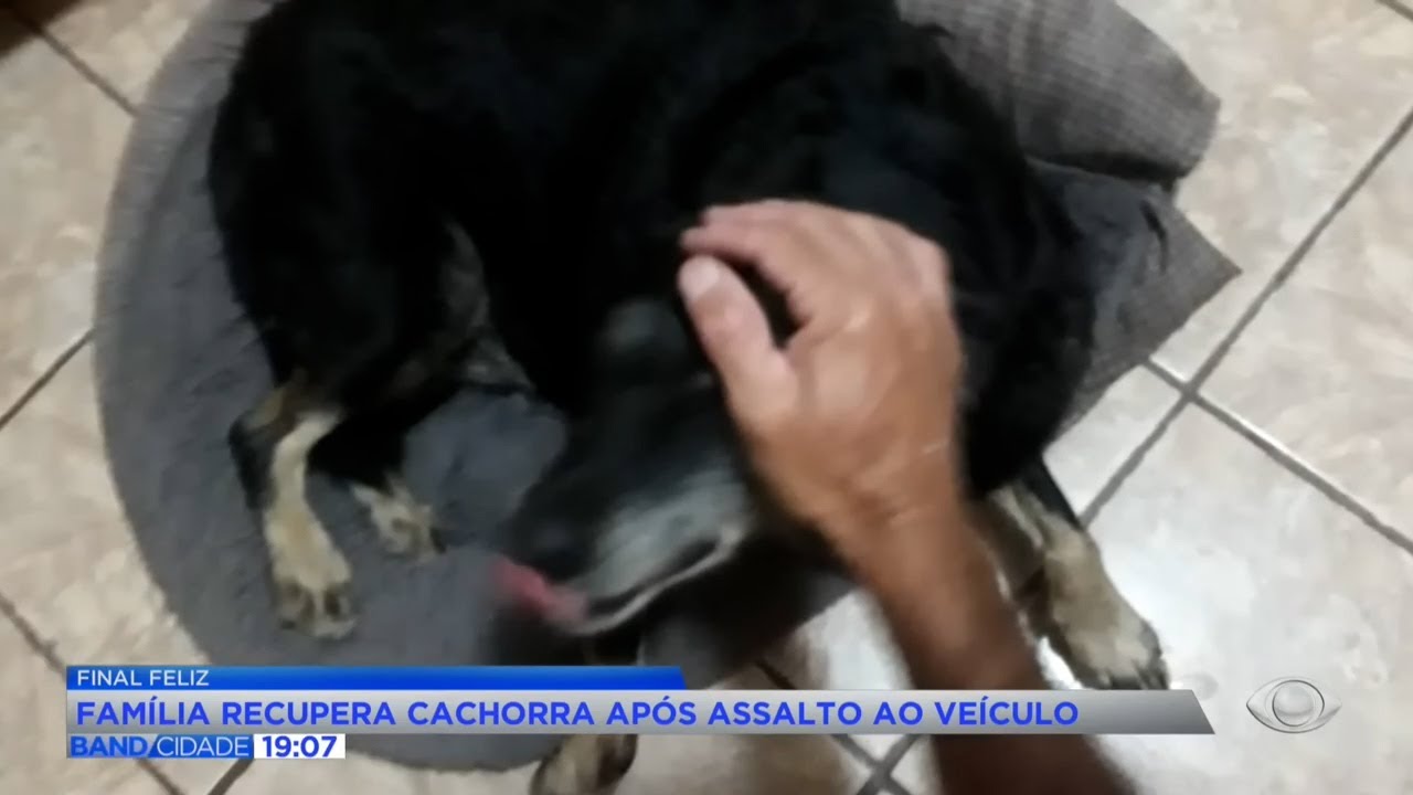 Cachorra Belinha volta sozinha para casa após roubo em Curitiba