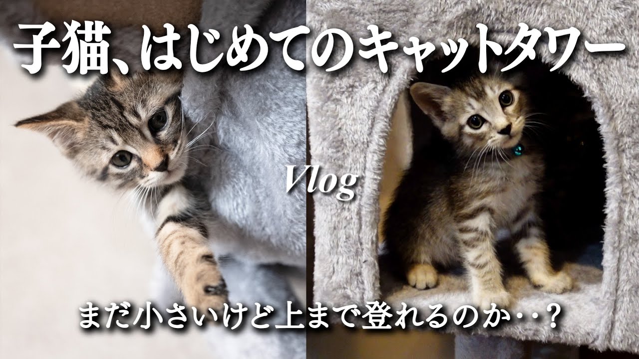 子猫たちにキャットタワーを買いました【Vlog 】｜子猫｜猫のいる生活｜夫婦ふたり暮らし｜日常｜ペット｜キジトラ｜サバトラ｜猫の爪切り｜猫のお風呂｜ウルネル｜
