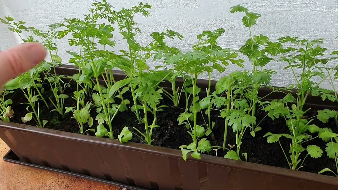 Огород на балконе: Кинза- это просто. DIY