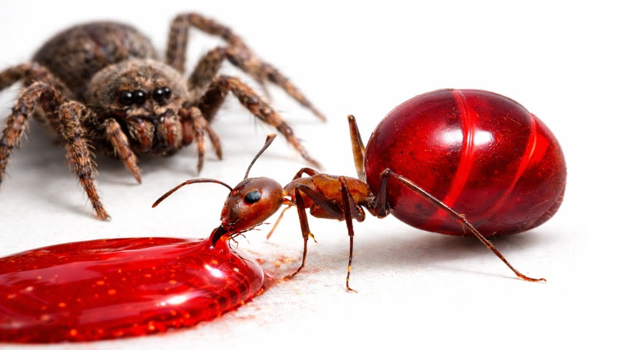 The Craziest Insect Videos Ever Caught on Camera
