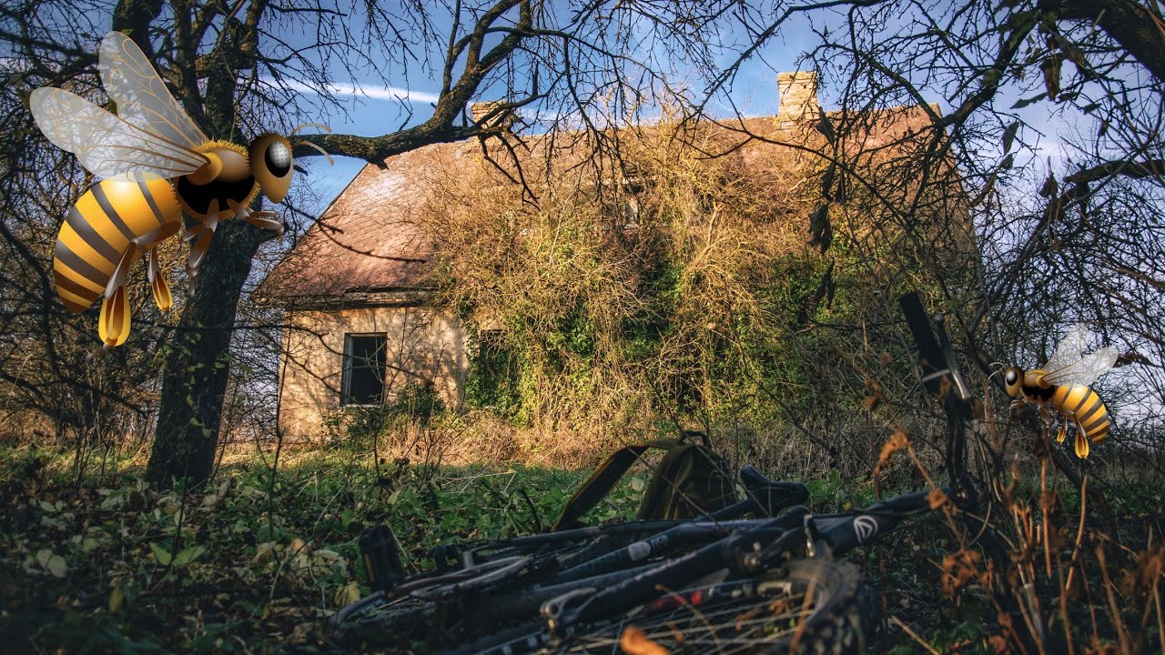 Atradu pamestu ēku pilnu ar BITĒM