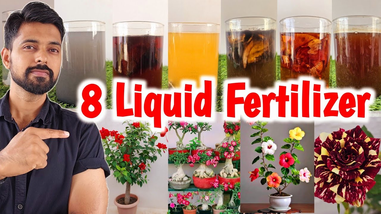 Top 8 Liquid Fertilizer for Plants| Fertilizer for ROSE plants
