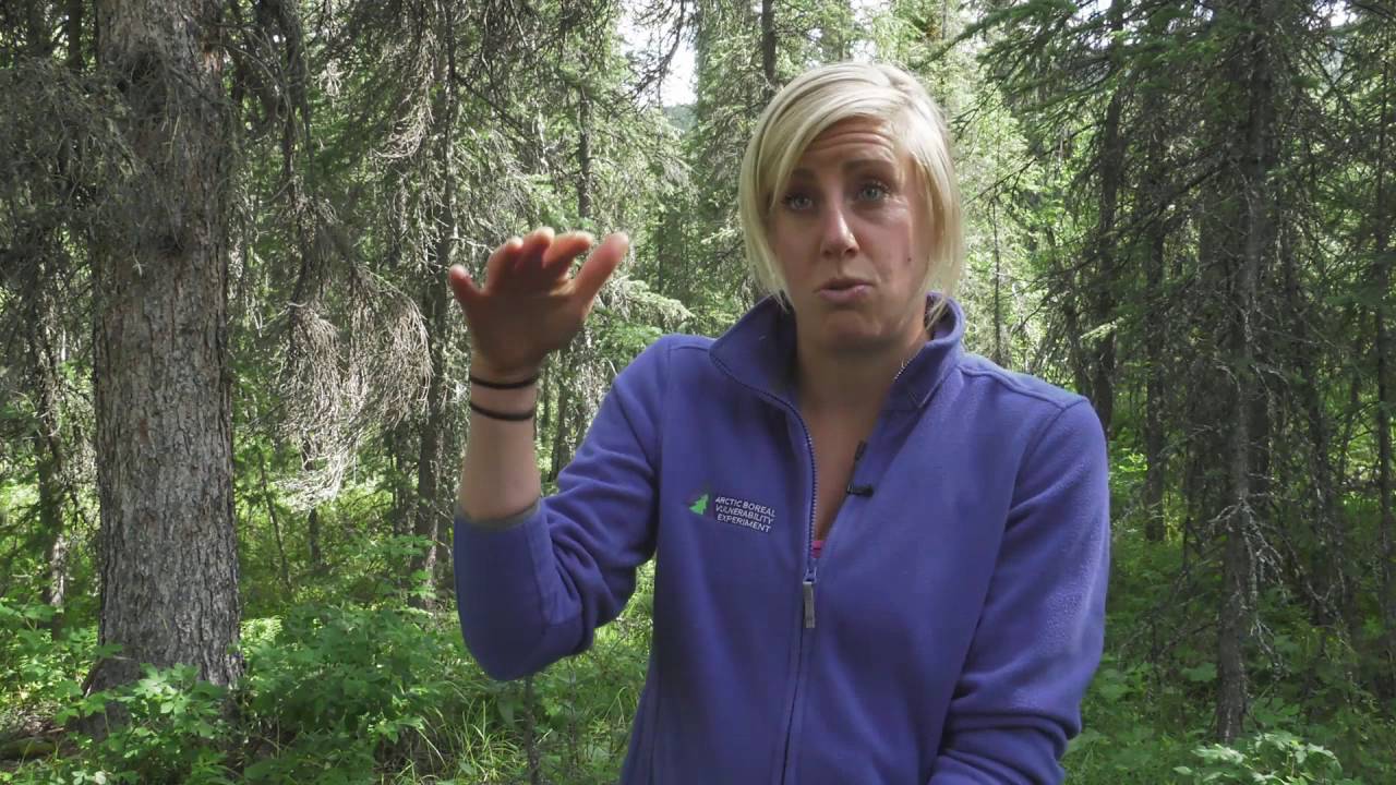 NASA Earth Expeditions is going ABoVE