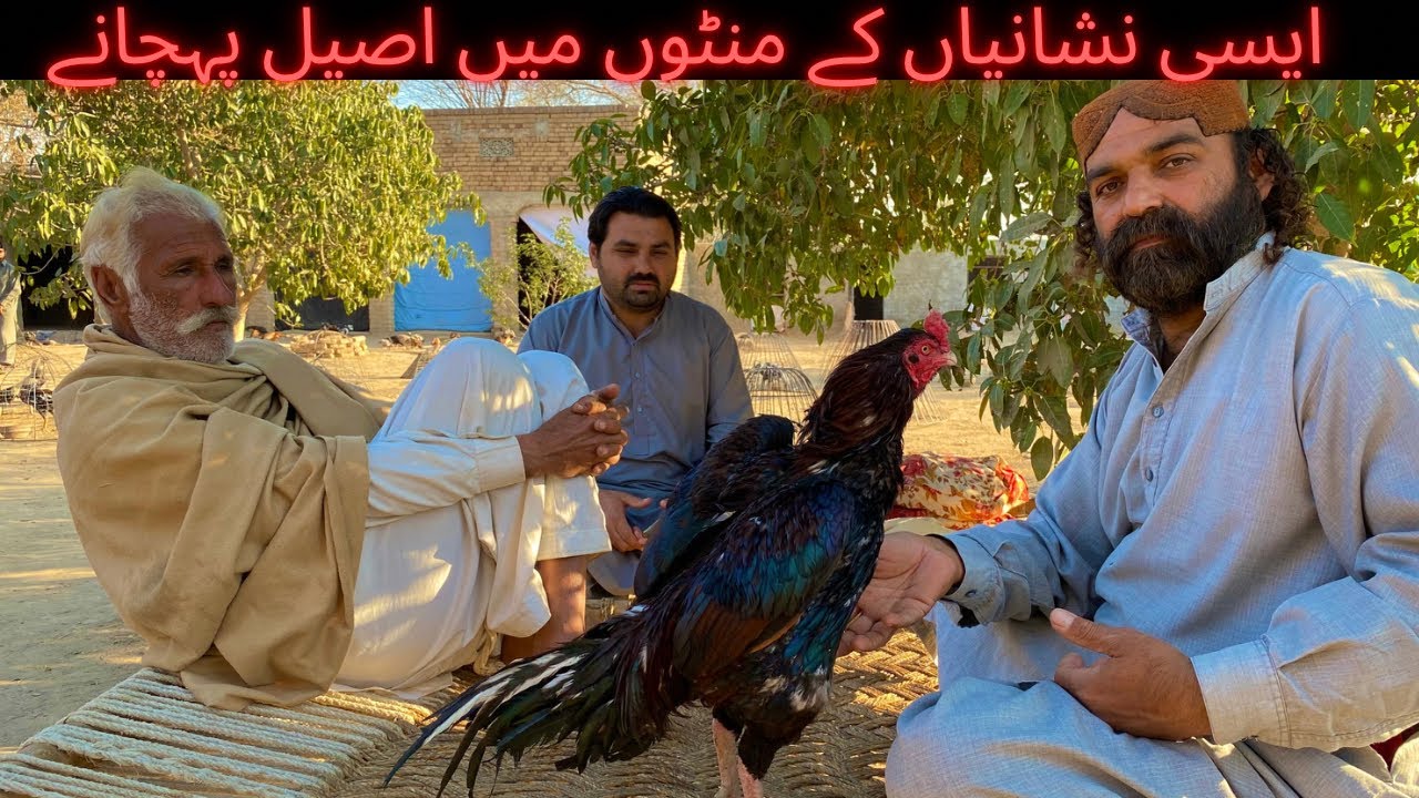 Ab 1 Mint Mein Aseel Murghay Ki Pehchan Karen