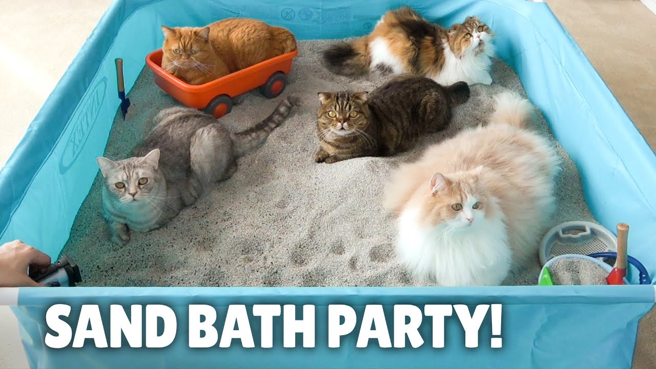 Мои Кошки Наслаждаются Огромной Песочной Ванной! | Kittisaurus