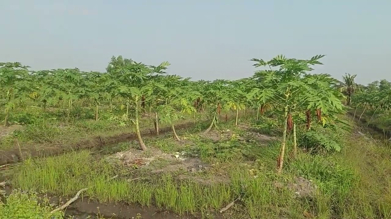 Ms 341 74x83 DT 6300mz đất vườn Sài Gòn 35km 4t2 TL  hotline 0963915438
