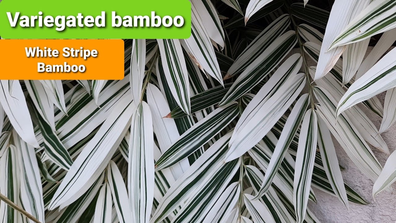Beautiful Variegated bamboo / white stripe bamboo / Bamboo no. 2