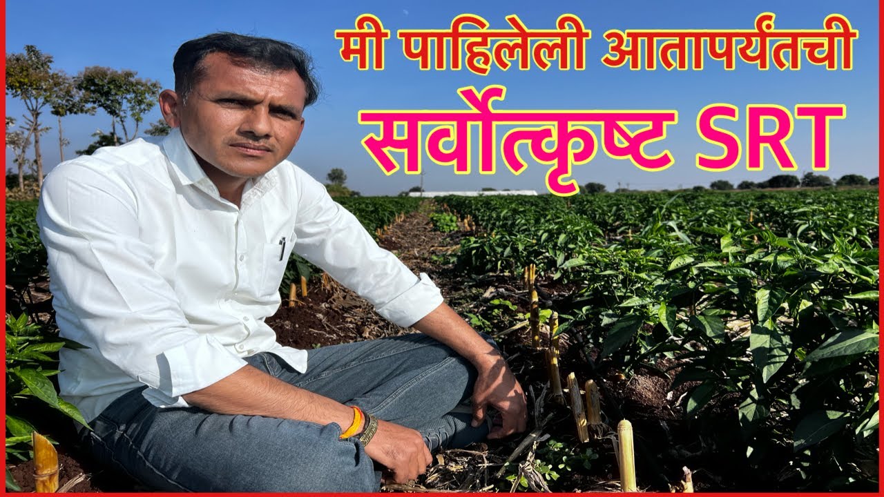 SRT असावी तर अशी।मी पाहिलेली सर्वोत्कृष्ट विना मशागत शेती