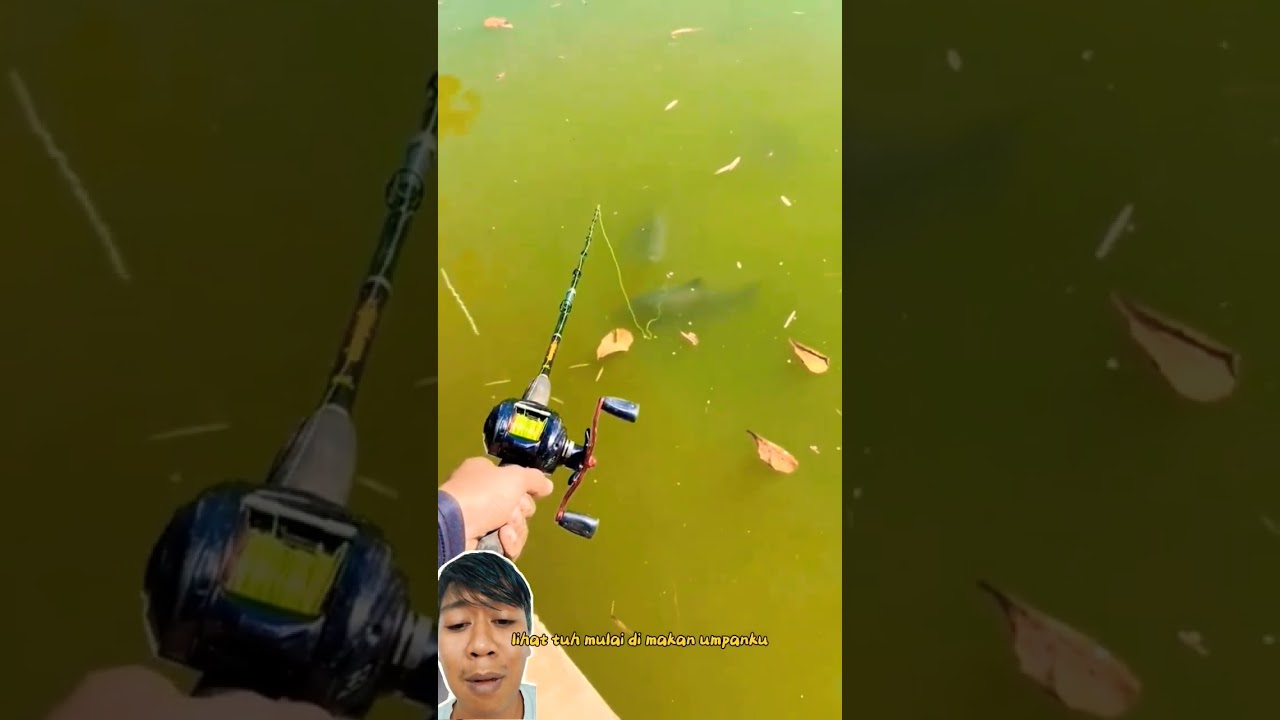 mancing ikan bawal monster depan mata nih bos ‼️ fishingvideo