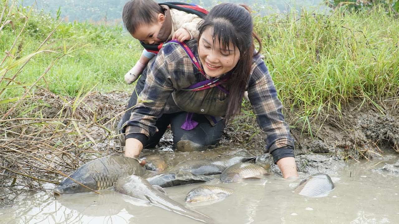 Catching fish trapping fish and harvesting the huge fish pond to sell at the market with my daughter