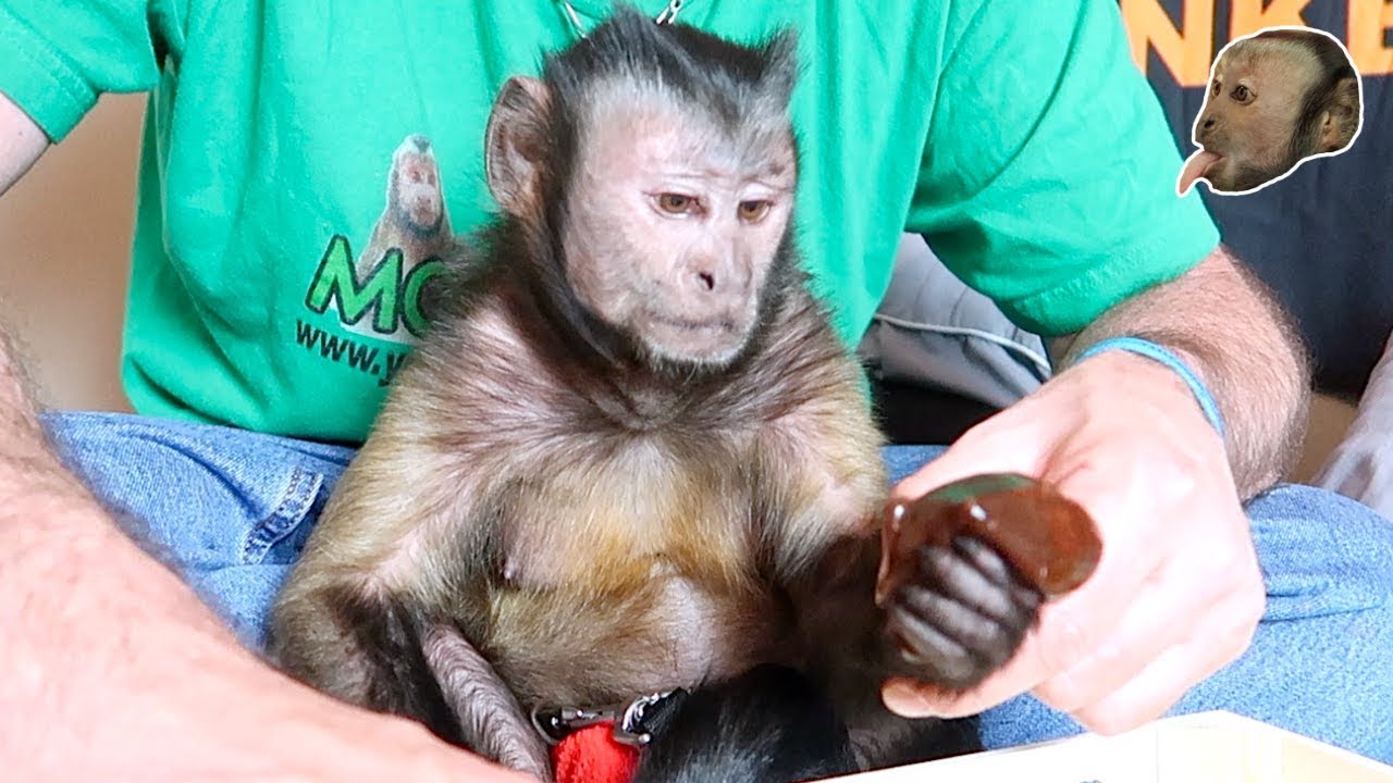 Monkey Reacts to Poop Slime!