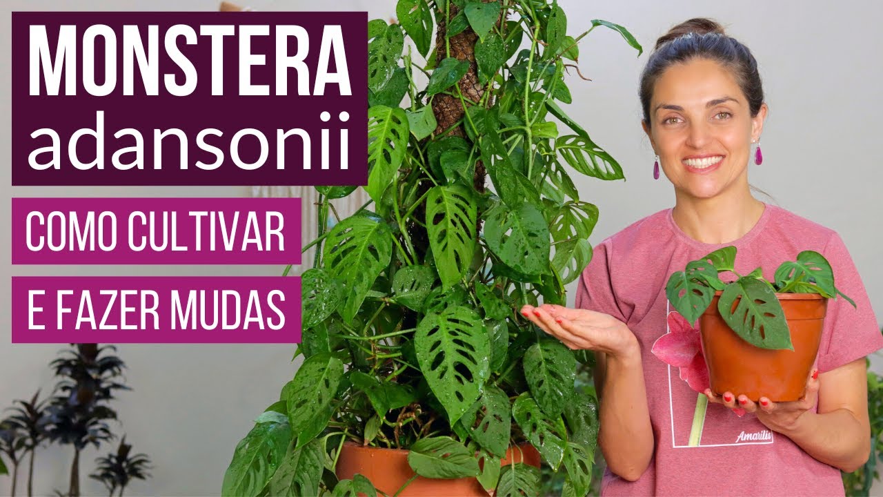 MONSTERA adansonii 🌿 como CULTIVAR e FAZER MUDAS 🌱