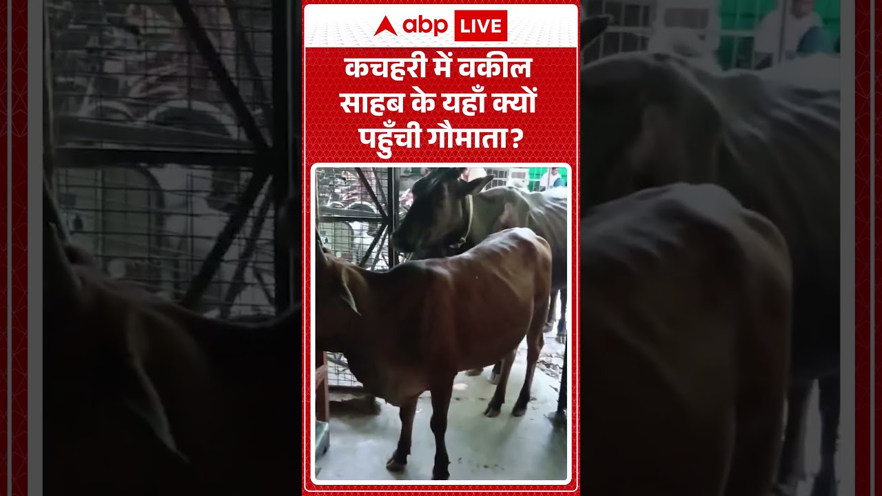 Viral Video : कचहरी में वकील साहब के यहाँ क्यों पहुँची गौमाता ? |  #TrendingNews #UniqueIncident