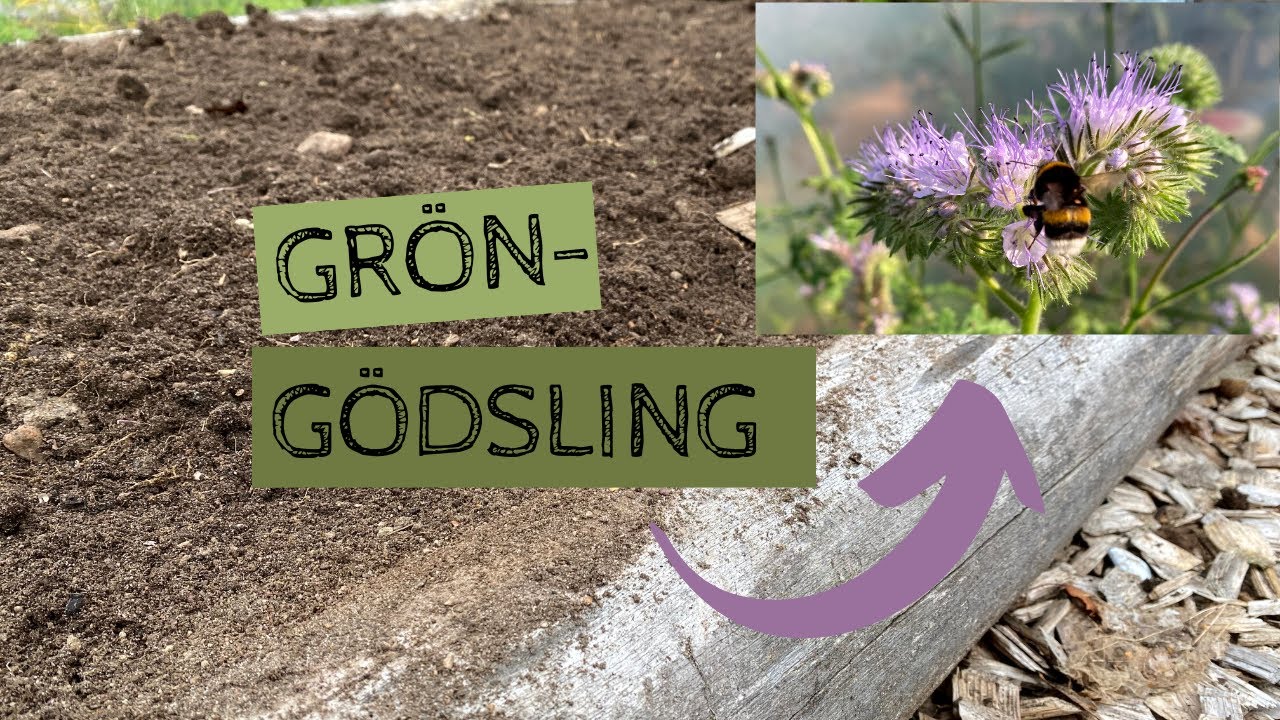 GRÖNGÖDSLING - Jag provar att höstså två bäddar med honungsfacelia istället för att täcka dem