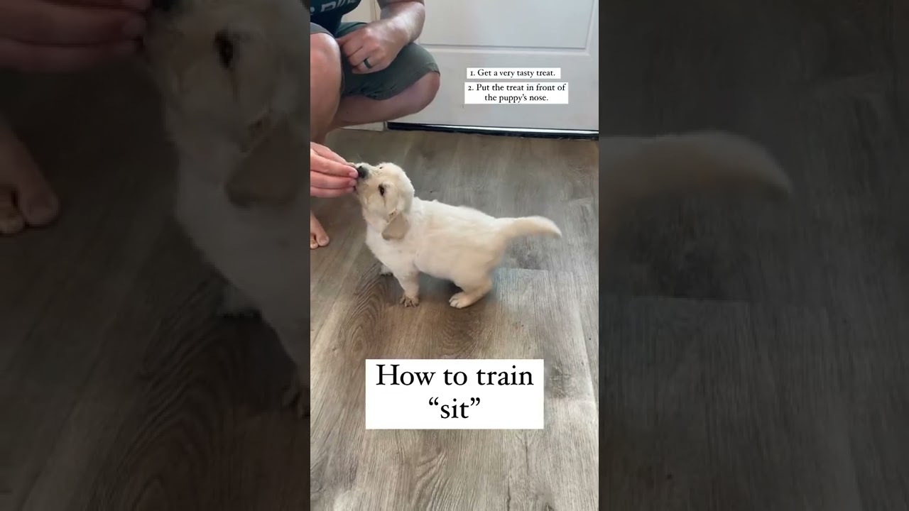 How to Train 