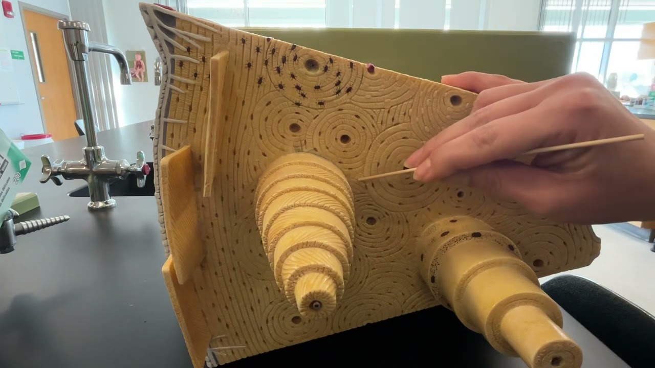 Bone Model - Structure Identification