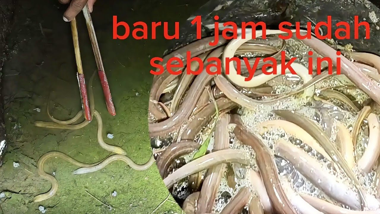 Banyak belut yang keluar dari lubang nya di malam hari