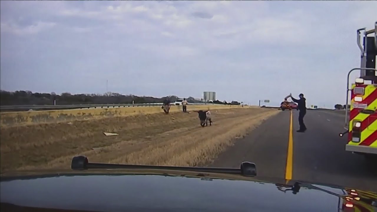 Cowboys wrangle some longhorns on the loose