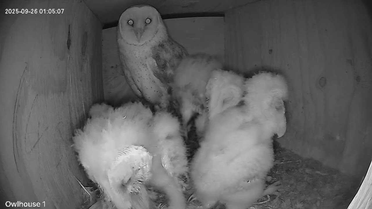 Very hungry owl babies get all exciting when owl dad brings dinner