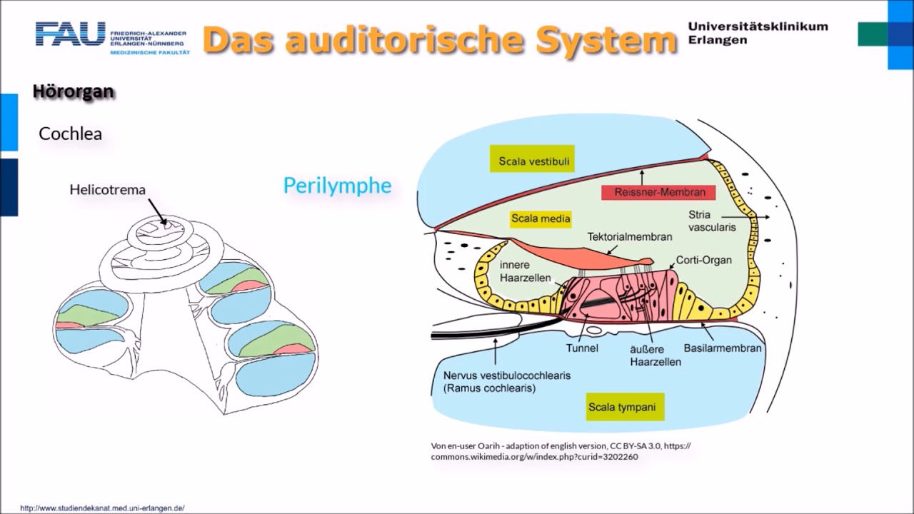 Neurophysiologie ─ Das auditorische System