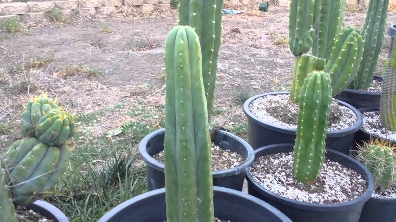Trichocereus collection review and questions.