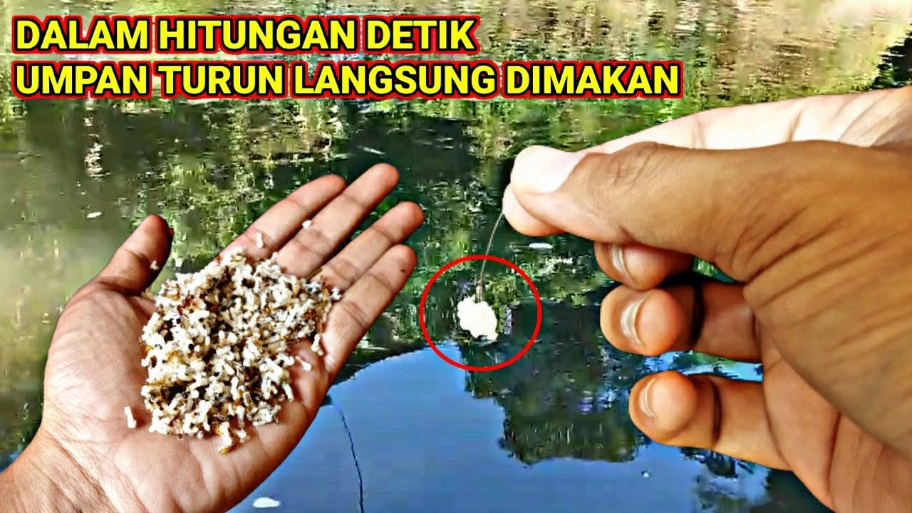 Uproar‼️KROTO SESET BAIT GOES VIRAL ON TIKTOK