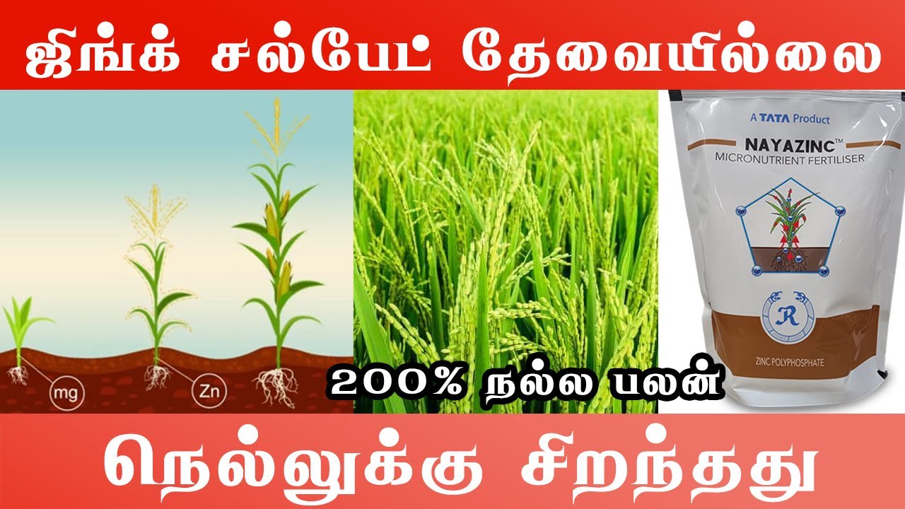 ஜிங்க் சல்பேட் தேவையில்லை | நயாஜிங்க் – அதிக மகசூலைத் தரும் | Nayazinc | நெல்லுக்கு சிறந்தது