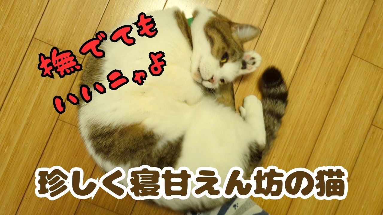 甘えん坊の猫