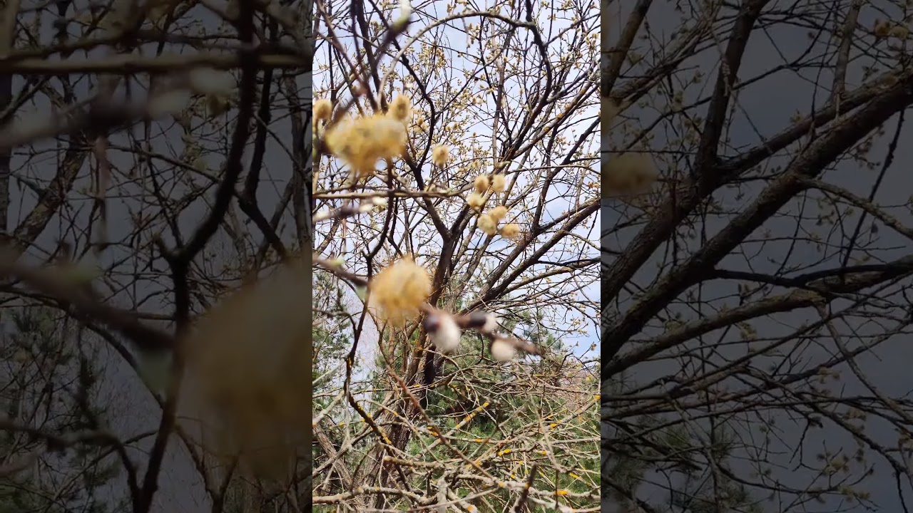 Вовсе не 🦭 морские #котики, а #ива или #верба - цветение catkins & flowering plants 4k nature