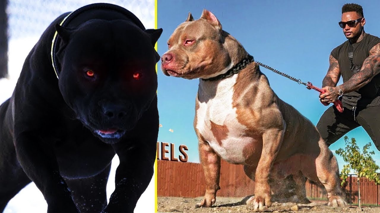 LE RAZZE DI CANI PIÙ PERICOLOSE CREATE DALL'UOMO
