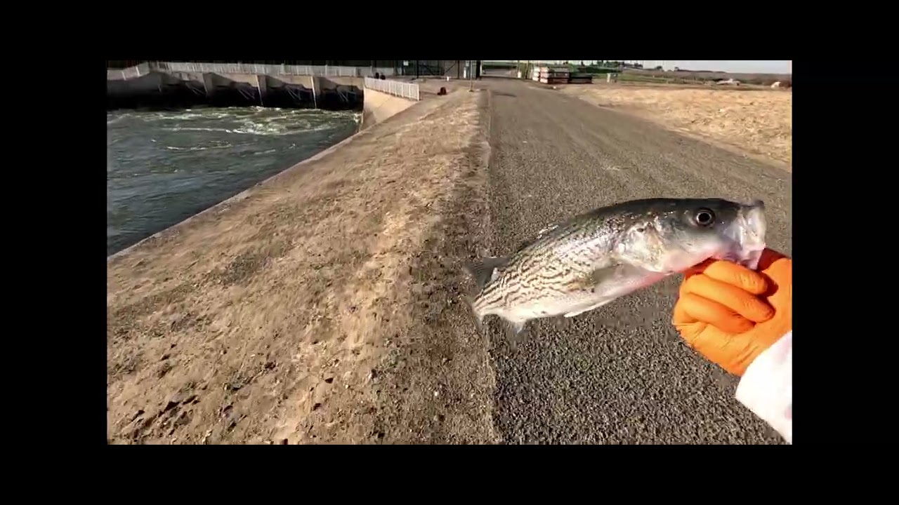 Can't believe this happened! Fishing the California Aqueduct in Avenal. #california #aqueduct #fyp
