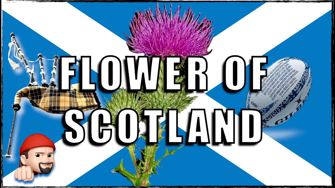 Flower Of Scotland, hymne écossais aussi célèbre que la Marseillaise pour les fans de rugby