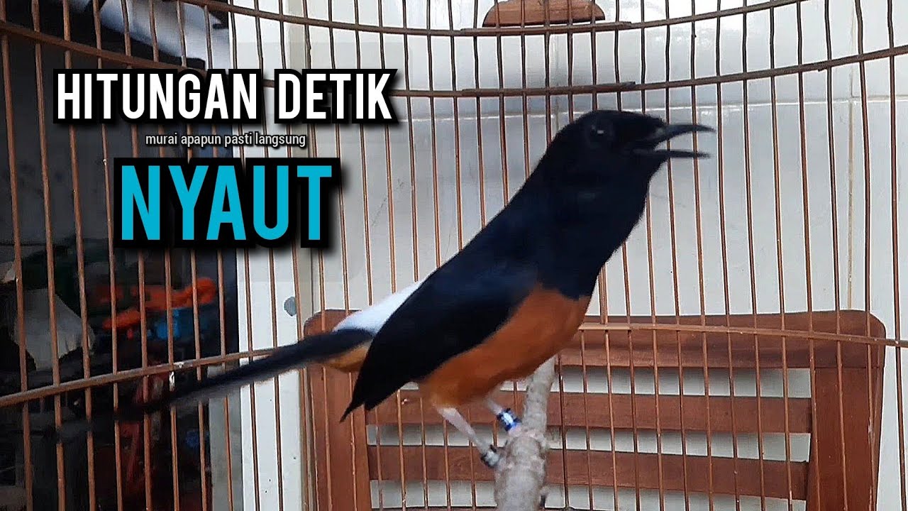 murai batu gacor AMPUH buat PANCINGAN murai batu agar bunyi JADIKAN burung murai gacor EMOSI NYAUT