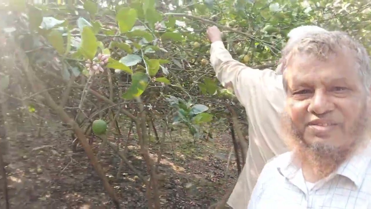 চলার পথে- লেবু বাগান, বাস্তা, ধামরাই উপজেলা