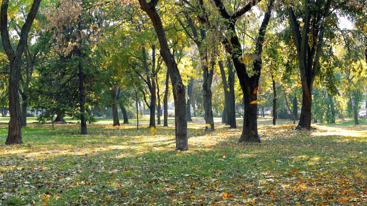 Расслабляющая музыка в парке