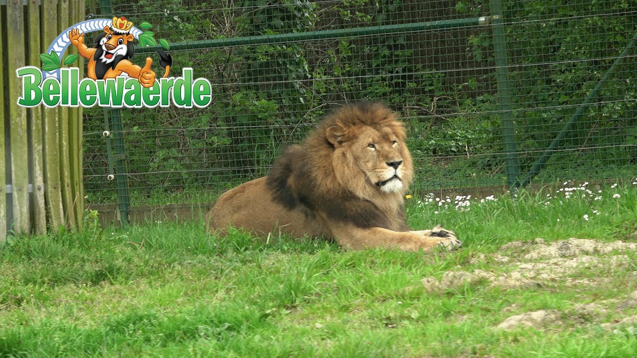 Close Up Animal Encounter Scenic Train Ride POV - Bengal Express at Bellewaerde