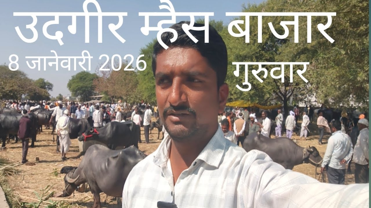 उदगीर म्हैस बाजार | म्हैस बाजार उदगीर |buffalo market udgir | buffelo video | buffalo price in udgir
