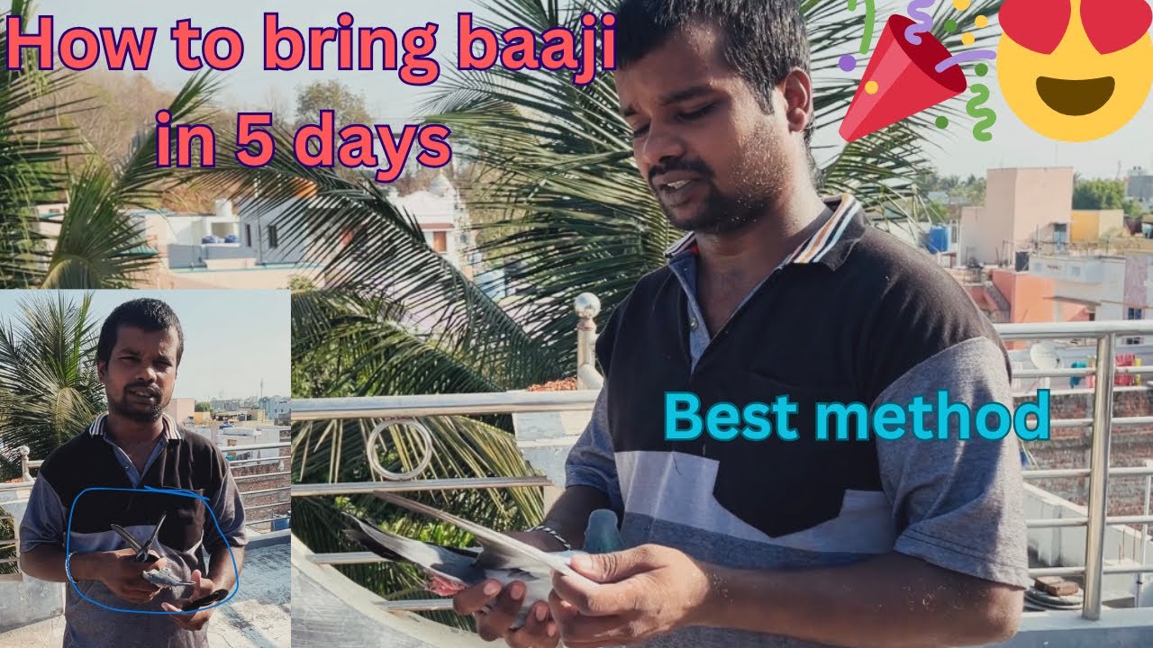 How to bring Baaji in 5 days #petsworld #best #pigeon #love