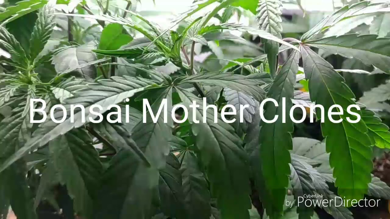Bonsai Mother  and Father Clones