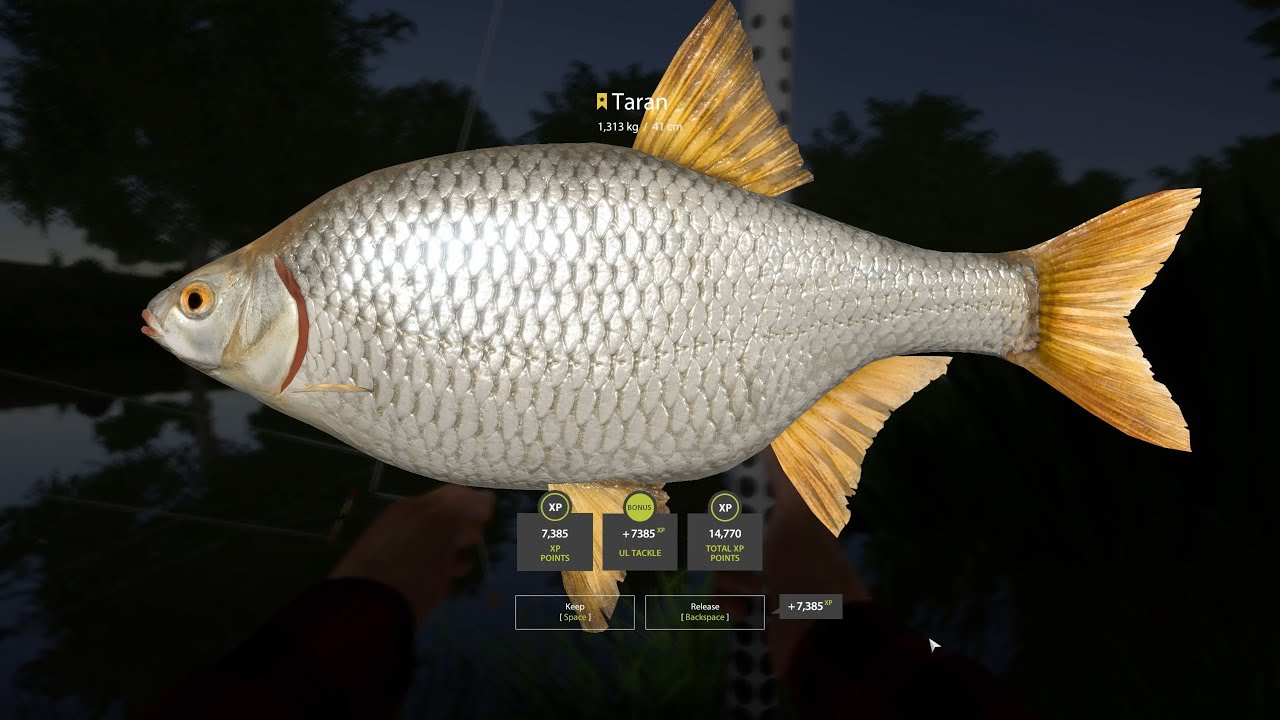 RF4 Fresh Spot / Trophy Taran, Tarań / 19.10.2025