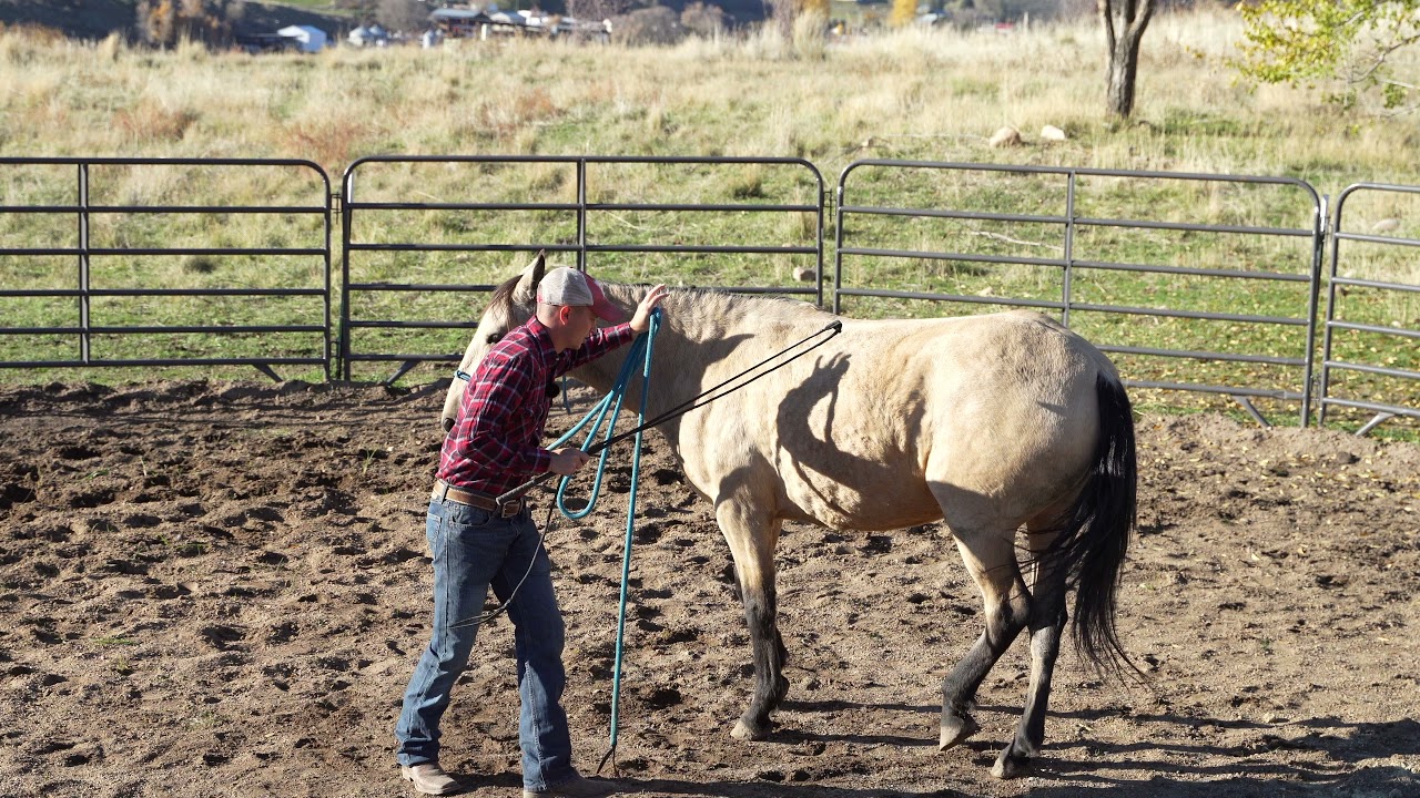 How to Groundwork a Horse- Yielding the Hindquarters
