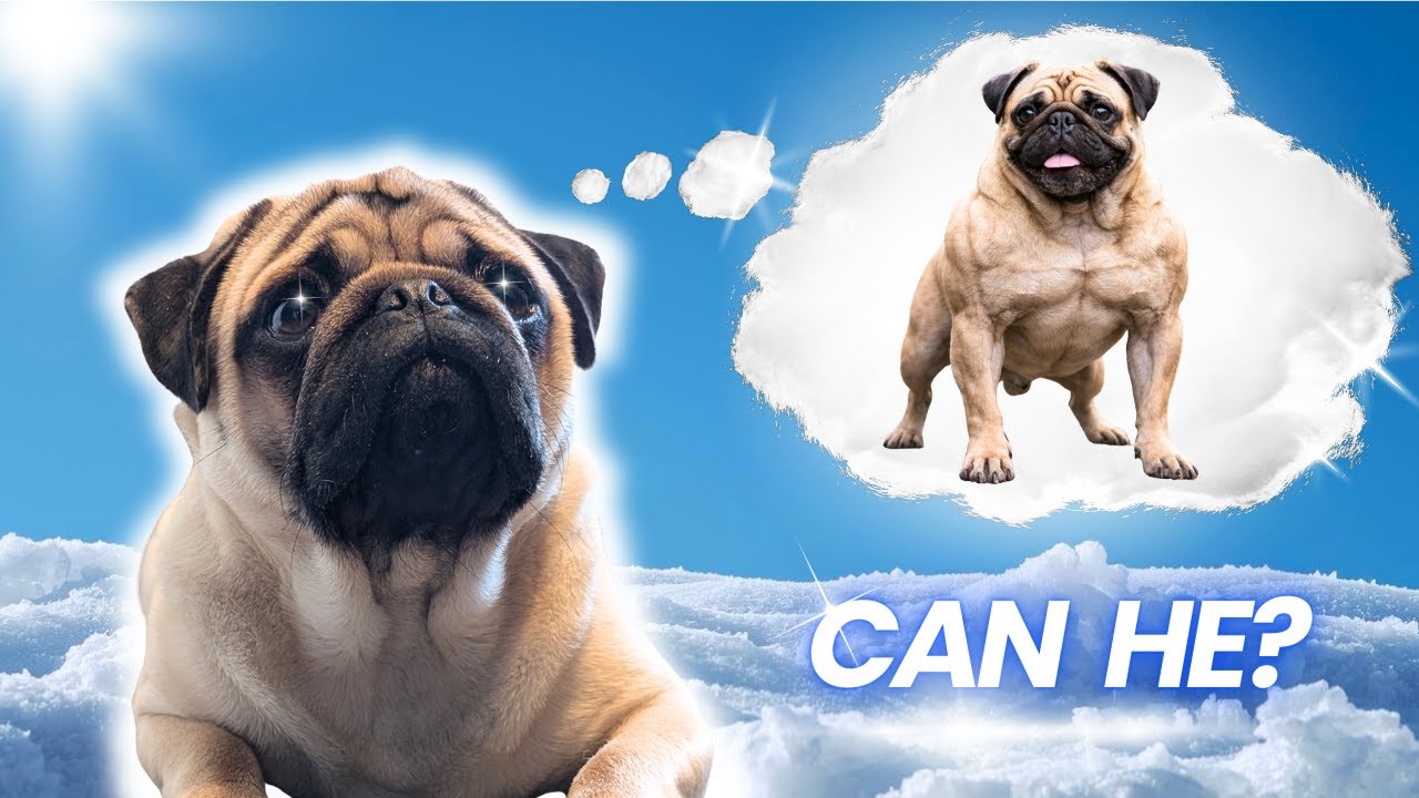 My PUG Tried to Get BUFF... This is What Happened 💪