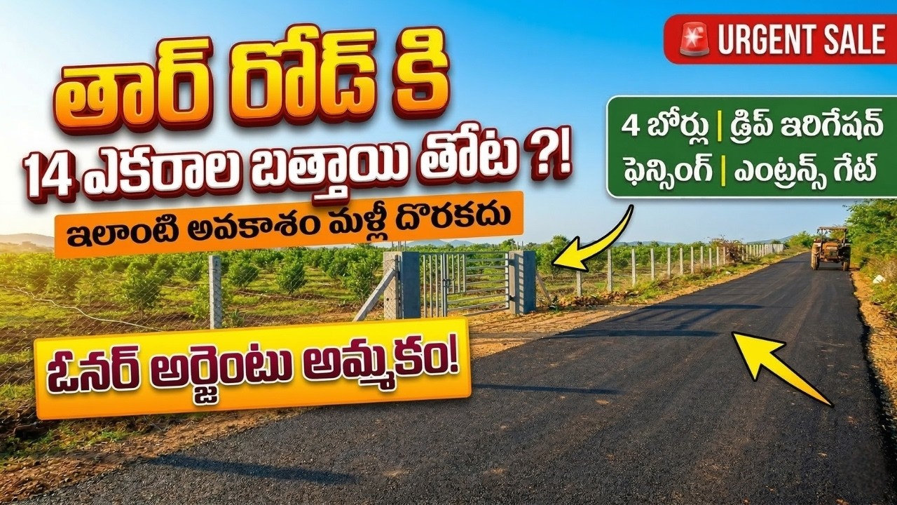 సూపర్ ఇన్వెస్ట్మెంట్ |  తార్ రోడ్ ఫేసింగ్ లో 14 ఎకరాల బత్తాయి తోట | 4 బోర్లు | ఎంట్రన్స్ గేట్ |