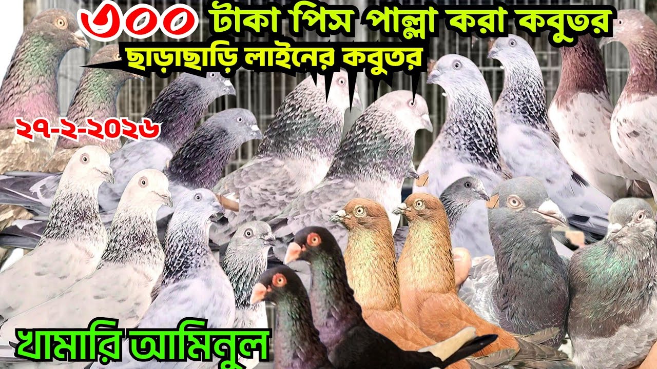 পাল্লা করা গিরিবাজ কবুতর কিনুন। ৩০০ টাকা পিস জোরা ৬০০ টাকা সিলভার গিরিবাজ কবুতর বিক্রি হবে। আমিনুল 