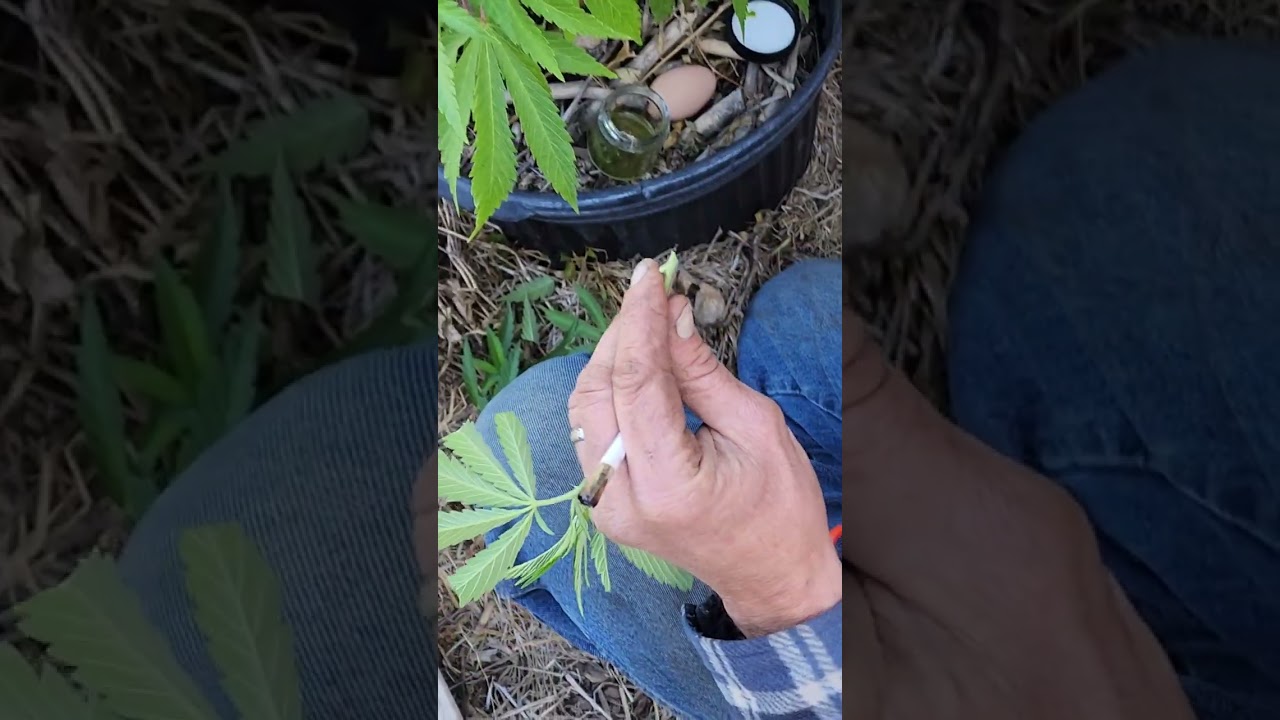 Cloning using homemade cloning gel