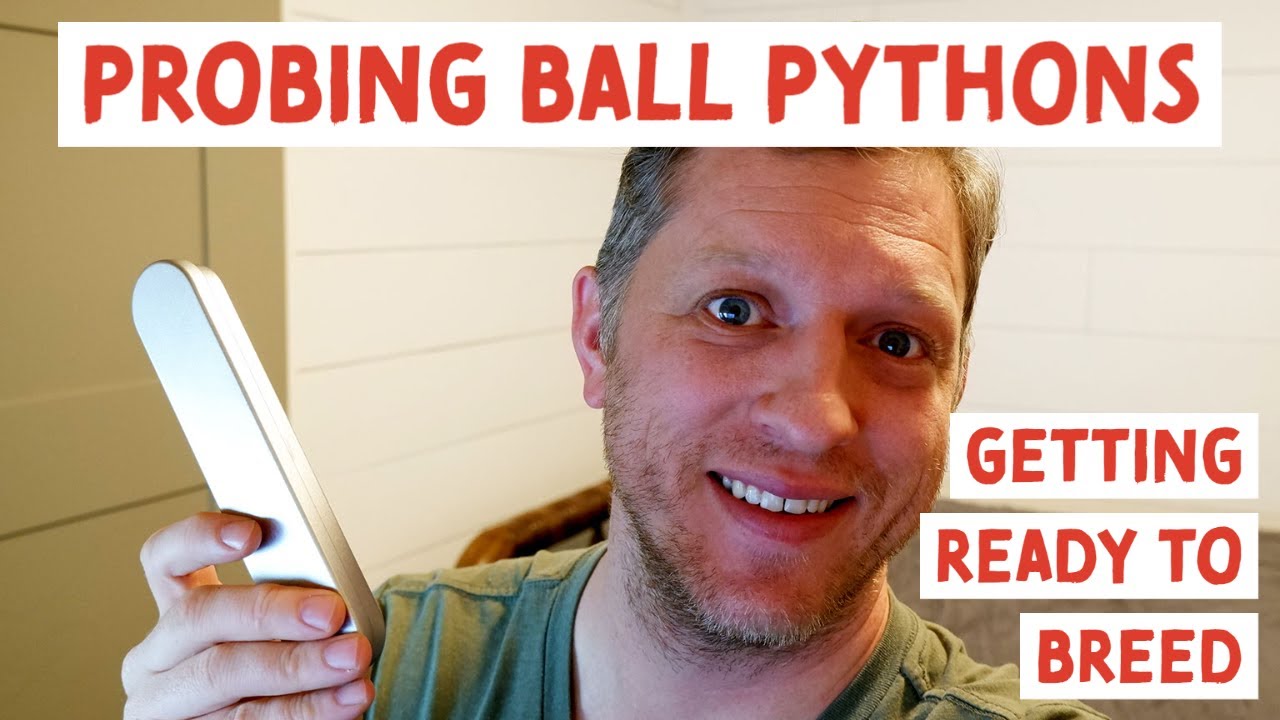 How to Sex Ball Pythons - Probing Snakes - Is my Snake a Boy or Girl