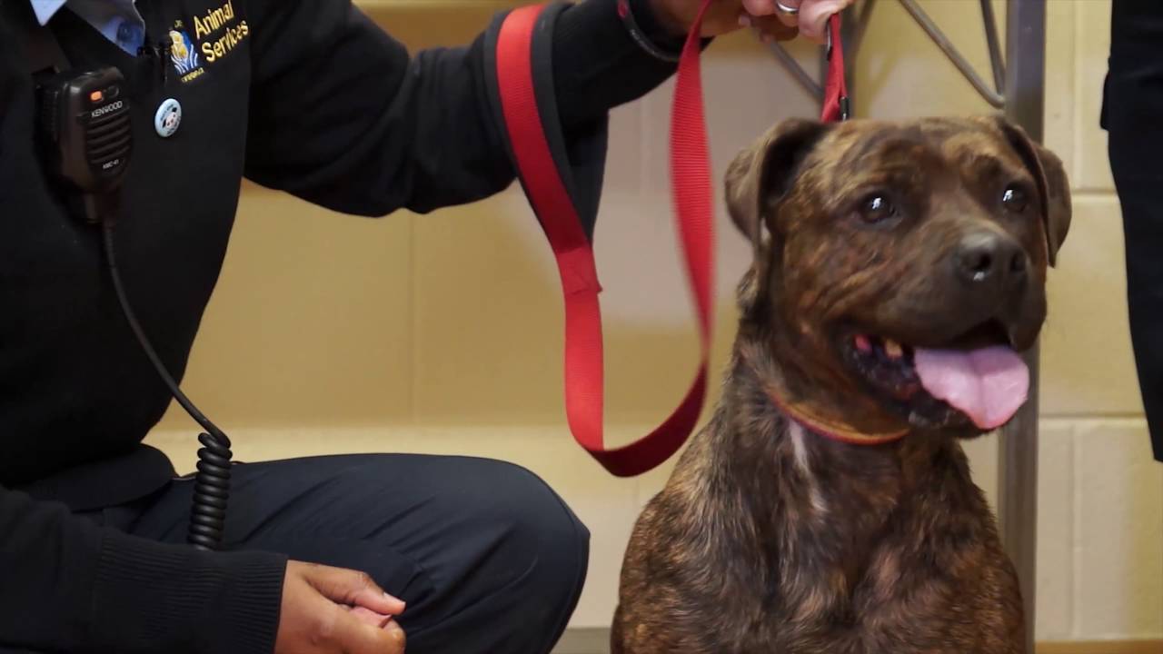 Animal Services FAQ Series - Spay and Neuter