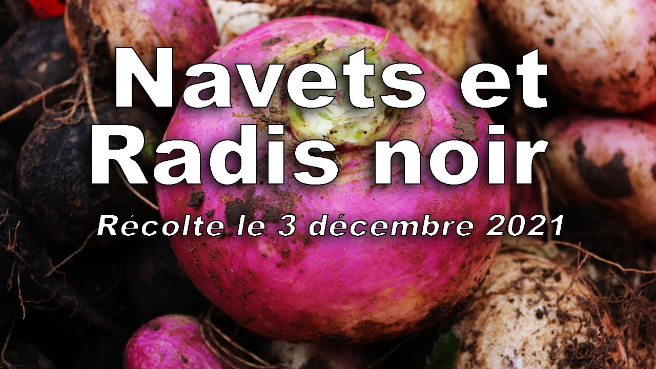 Récolte des navets et radis noir le 3 décembre 2021